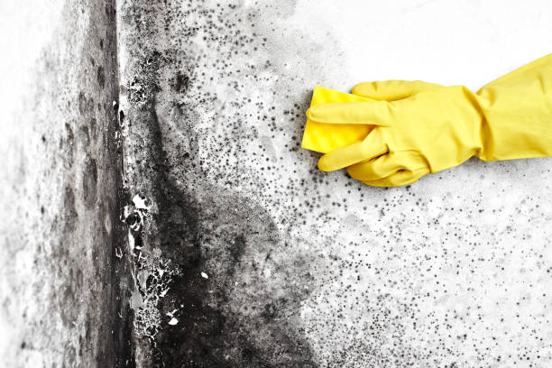 Best Crawl Space Mold Removal  in Falling Waters, WV