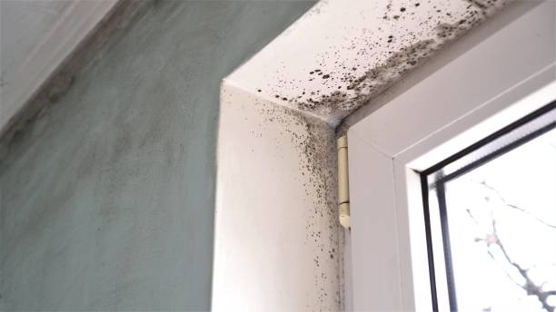 Best Mold Damage Repair  in Falling Waters, WV