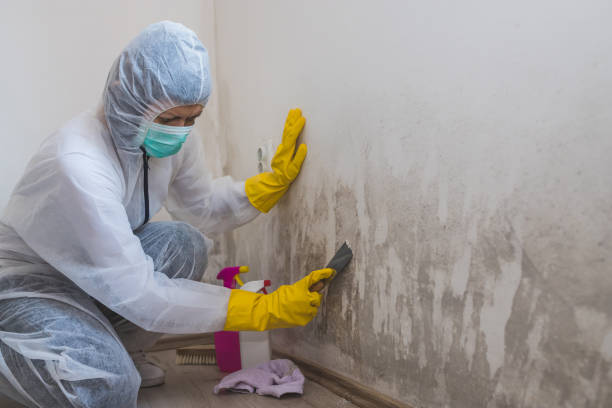 Best Commercial Mold Removal  in Falling Waters, WV