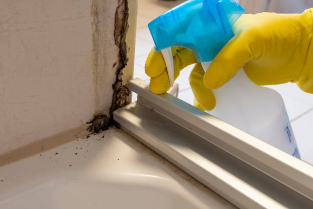 Best Mold Remediation Experts  in Falling Waters, WV