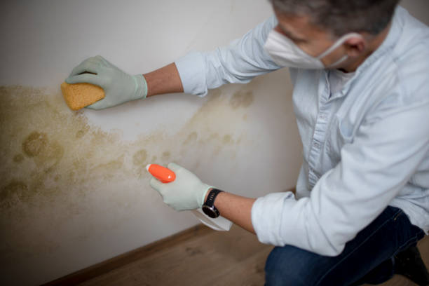 Best Mold Damage Repair  in Falling Waters, WV