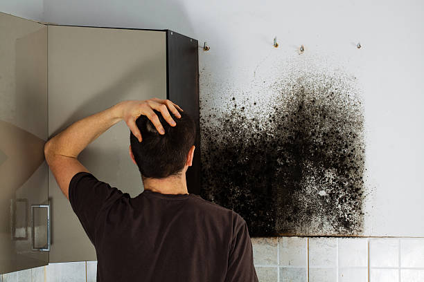 Best Mold Testing  in Falling Waters, WV