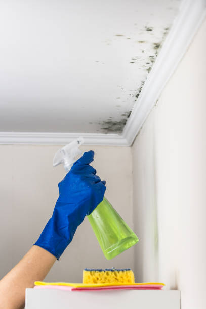 Best Fast Mold Removal  in Falling Waters, WV